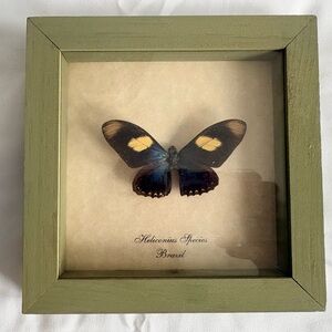 Real Mounted Butterfly in Sage Green Shadow Box